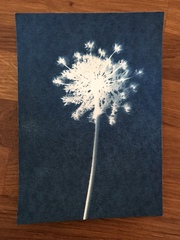 Has anyone done cyanotype?