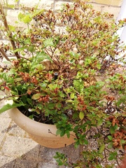 Name that plant!