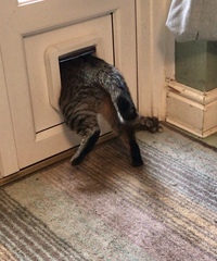 Cat flaps - help!