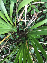 Another mystery plant