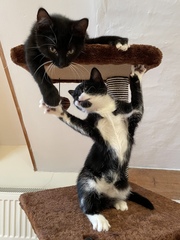 Kittens!
