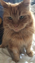 Chez Ollie - The Not My Cats of many colours edition - All welcome