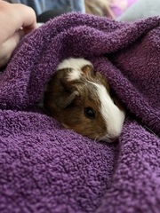 Experiences with guinea pigs?