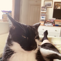 To think my cat is an ungrateful little furry thing