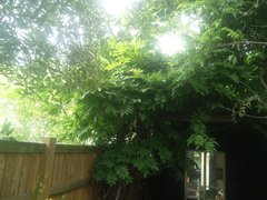 Wisteria pruning