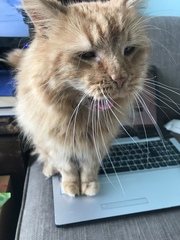 Chez Ollie - The Not My Cats of many colours edition - All welcome
