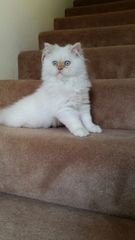Do Persian cats /Persian chinchillas frequently have toilet accidents around the house?