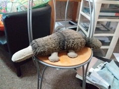 AIBU to be heartbroken the cleaner ruined my platypus?