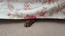I love it when cats…