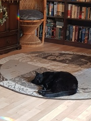 To think my cat is an ungrateful little furry thing