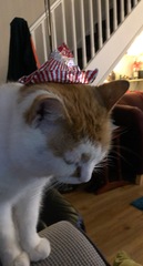 To think my cat is an ungrateful little furry thing