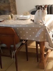 Findinf homes for stray cats - please help me?!