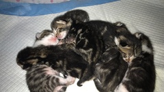 Newborn kittens arrived today!