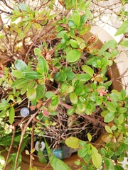 Name that plant!