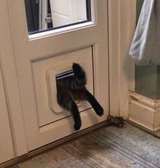 Cat flaps - help!