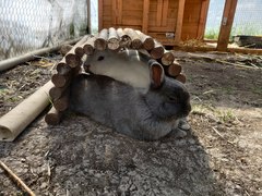 PTS my little grey furball