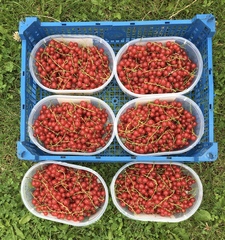 Allotment/Veg patch Thread 17 - onwards and upwards