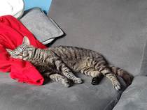 Westminstenders: Tachographs and Empty Shelves