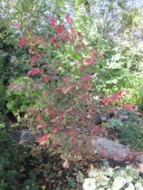 Show me your Amelanchier trees please