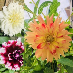 First time growing Dahlias . . .