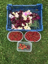 Allotment/Veg patch Thread 17 - onwards and upwards
