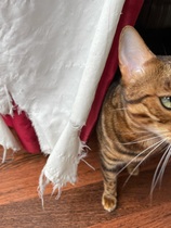 He's climbed the curtains again !