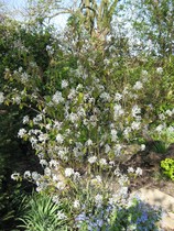 Show me your Amelanchier trees please