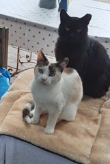 Findinf homes for stray cats - please help me?!