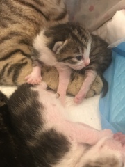 Newborn kittens arrived today!