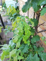 Oak tree woes
