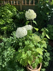 Is this hydrangea Annabelle?