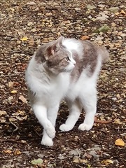 I think that 2 cats have been dumped in my garden