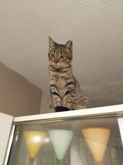 Do you have a 'trouble cat'?