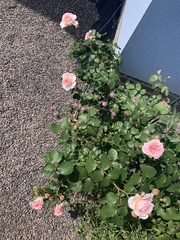When to start training roses?