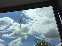Disgusting window problem... Please help!