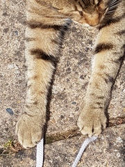 Thug cat part 4.  After all, it's not my Axminster.