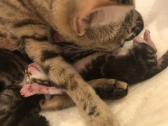 Newborn kittens arrived today!