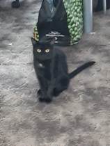 Westminstenders: Tachographs and Empty Shelves