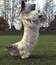 What's your dream breed?