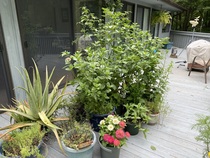 Come and tell me your dull and unexciting news 16: Calmly through the day