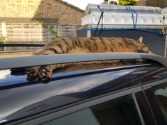 Thug cat part 4.  After all, it's not my Axminster.