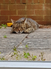 Thug cat part 4.  After all, it's not my Axminster.