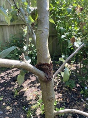 Anyone care to give me some fruit tree advice?