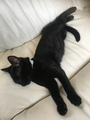 To think my cat is an ungrateful little furry thing