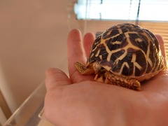 ADs don't want your freedom, ADs don't want to play around