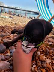 Doggie holiday pics
