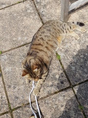 Thug cat part 4.  After all, it's not my Axminster.