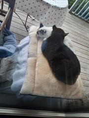 Findinf homes for stray cats - please help me?!