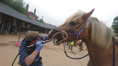 To wonder how the hell horses stand up