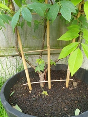 Wisteria ideas please